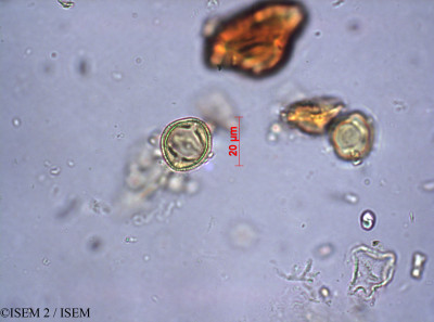 ISEM 2/Cassine_maritima_12570/Cassine_maritima_12570_0001(copy)_thumb.jpg